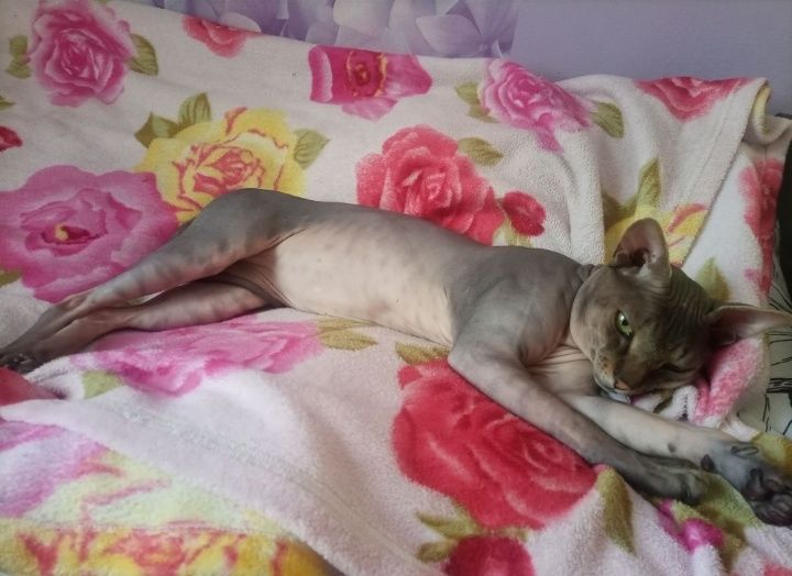 Вязка канадский сфинкс