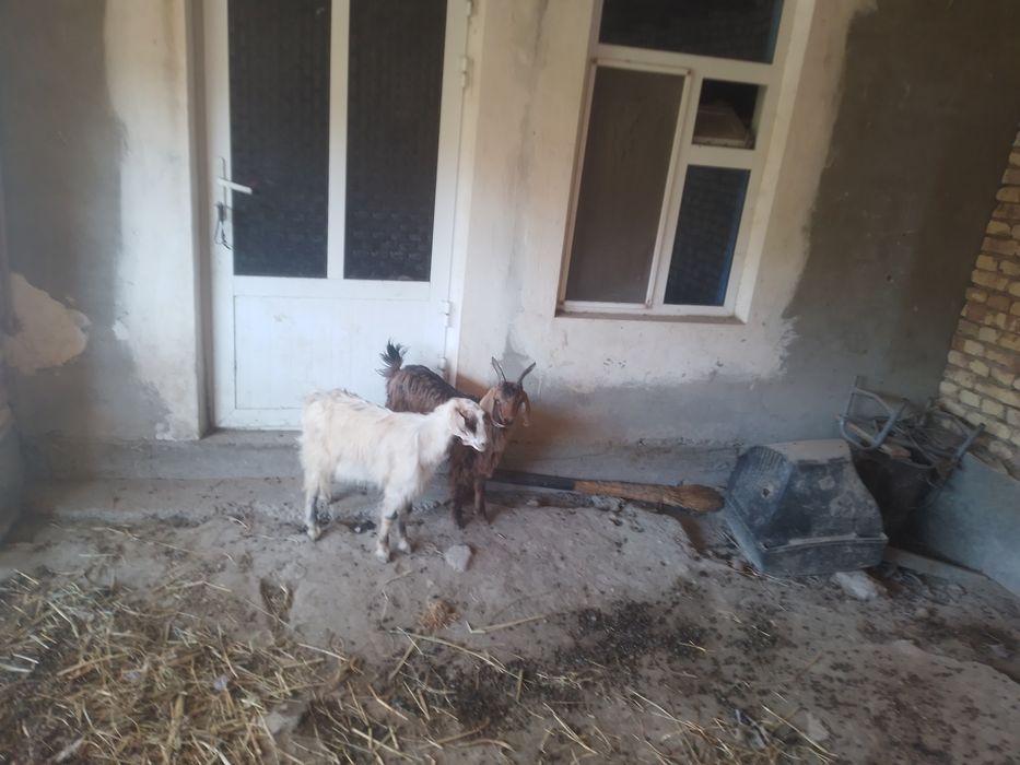 Egizak yak nar yak moda 6loq