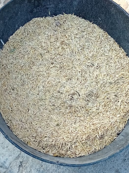 Vând ovăz proaspăt