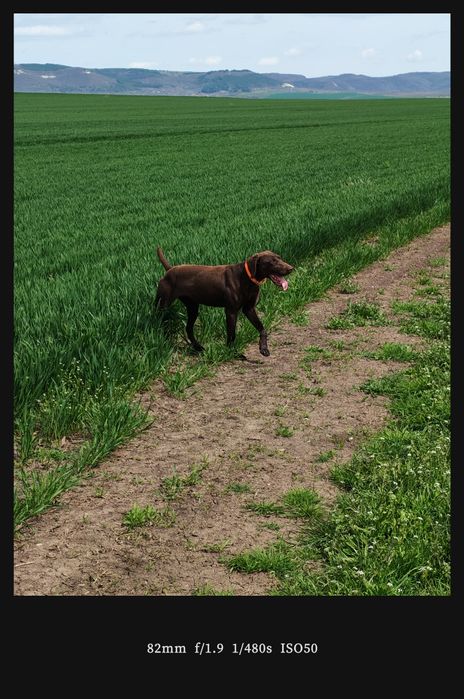 Женски Курцхаар за лов