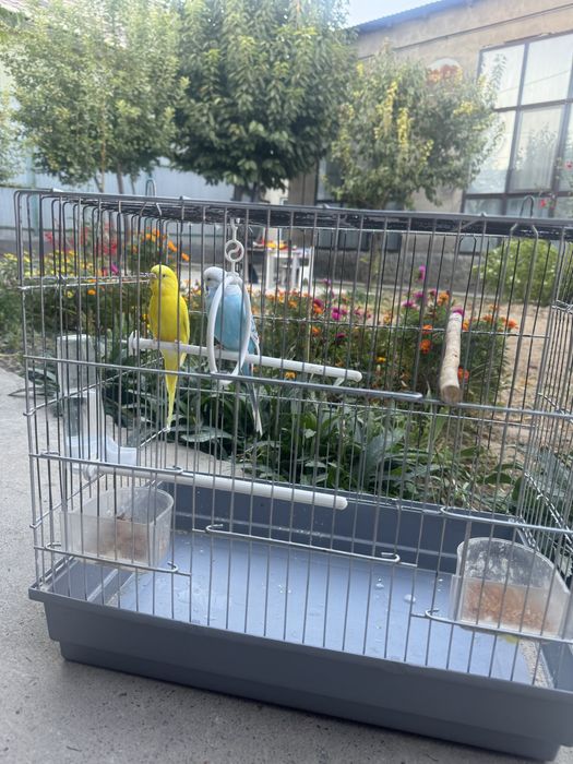 Волнистые попугайчики