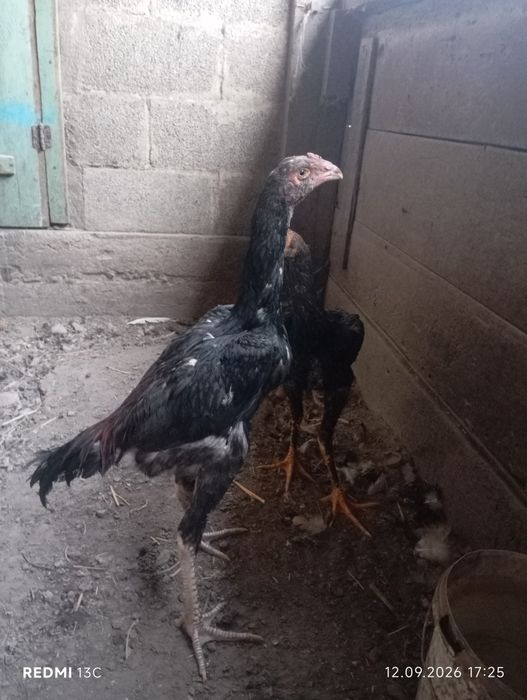 О шамо даканята на продажу