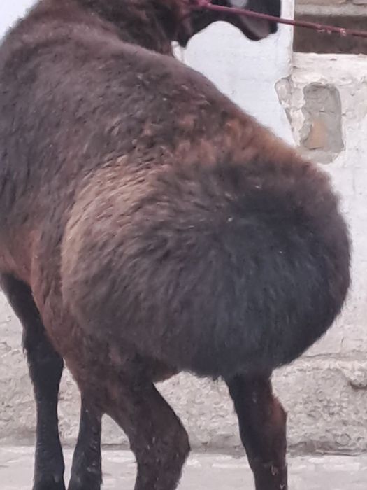 Кучкорлар сотилади