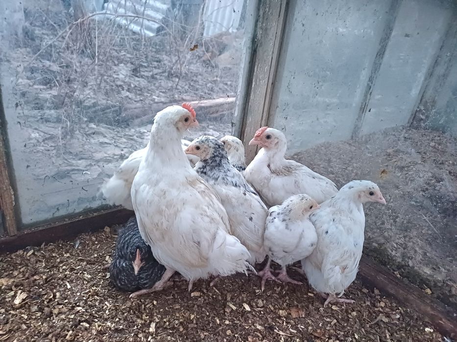 Пушкинские курочки