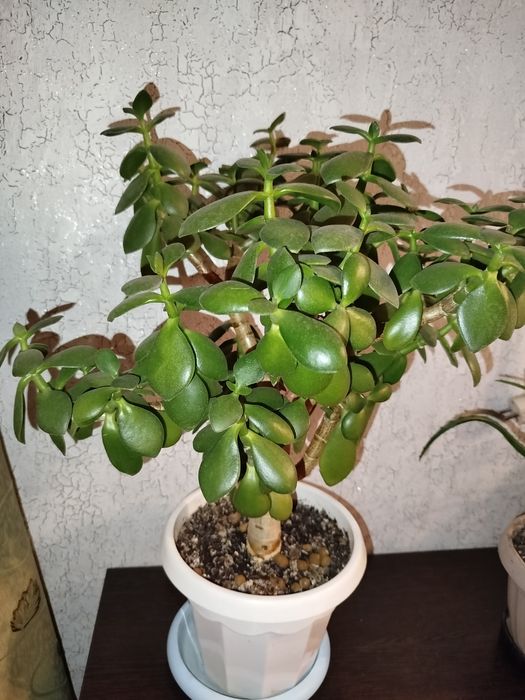 Комнатные цветы продам