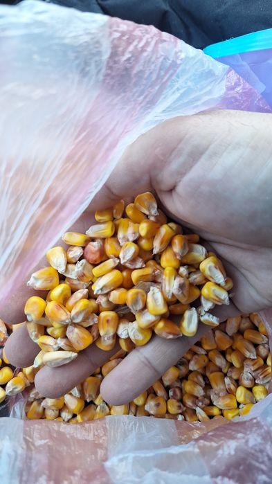Porumb  Ambalat în saci de 40kg  Oferim transport gratuit la domiciliu