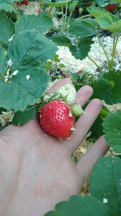 Продам саженцы клубники