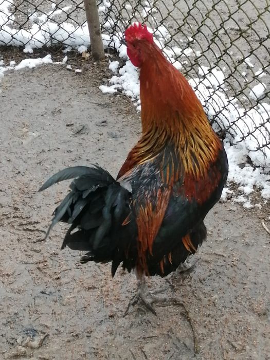 Vând cocosi de casa 120 de lei