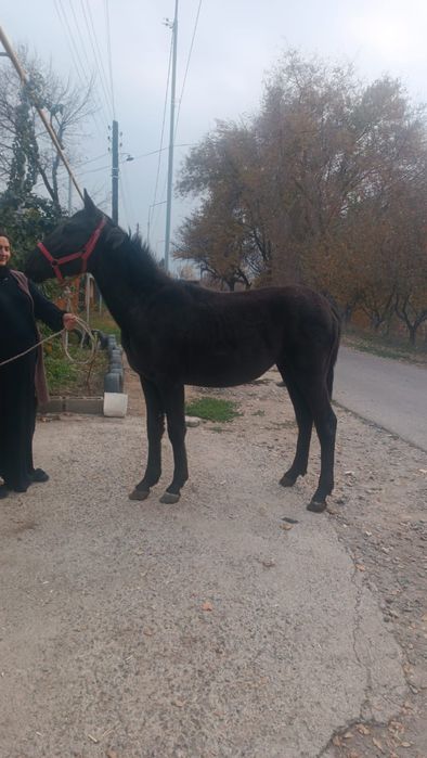 Продам жеребца 1.5 года срочна