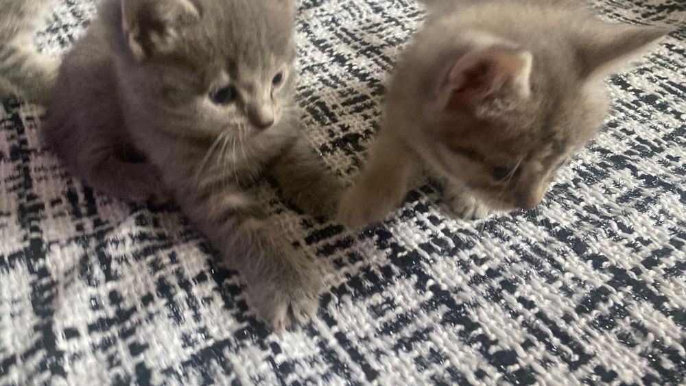 Шотландские котята продаются