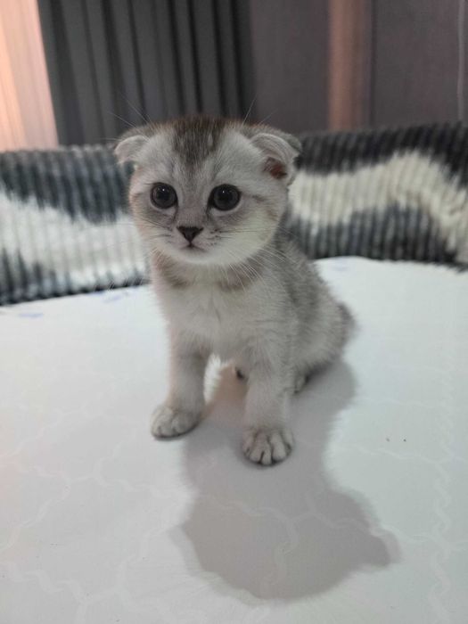 Scottish Fold va Straight mushuklar sotiladi