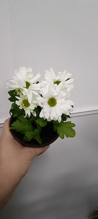 Хризантемы:2500 тенге