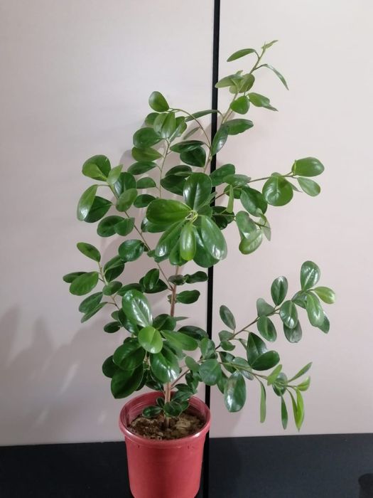 Цветы офисные комнатные