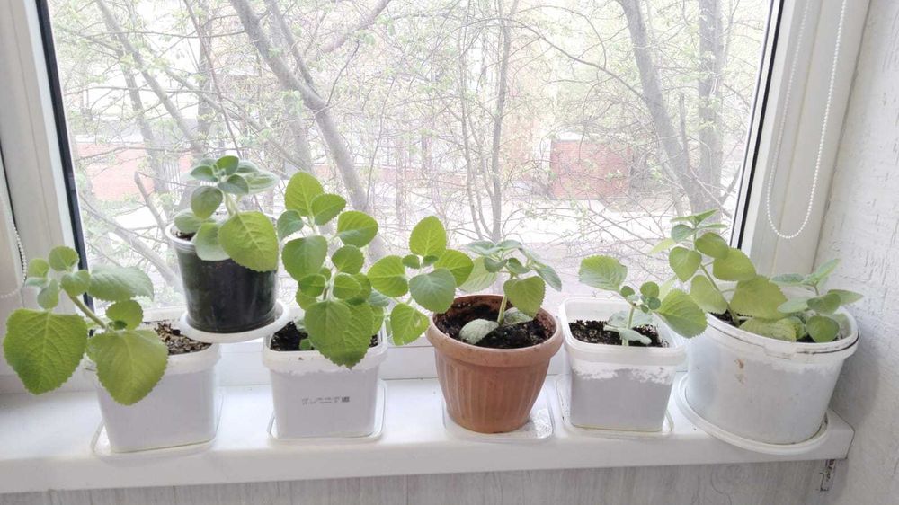 Продам комнатные цветы