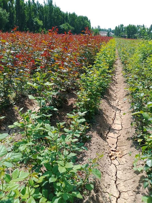 Sifatilik atirgul kochatlari