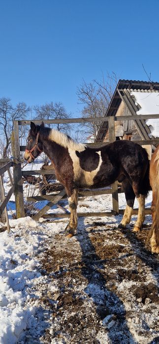 Manz tarcat de 8 luni