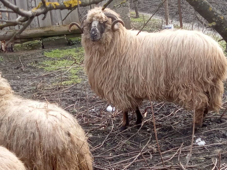 Vând berbec țurcan