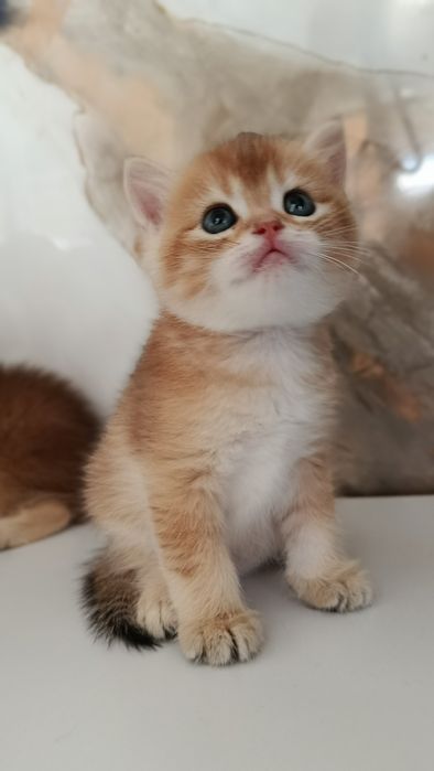 Zalotaya shinshila ny12