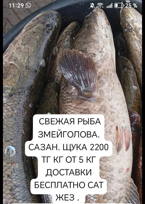 Живая рыба всегда свежая