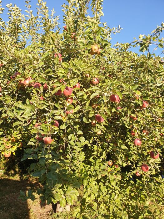 Продам яблоки оптом