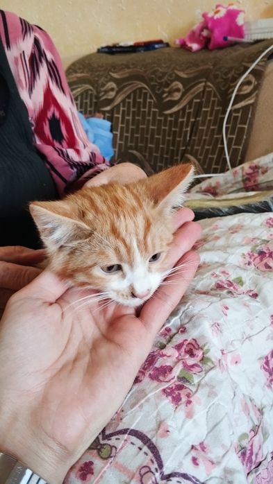 Tekinga mushuk bolasi beriladi!