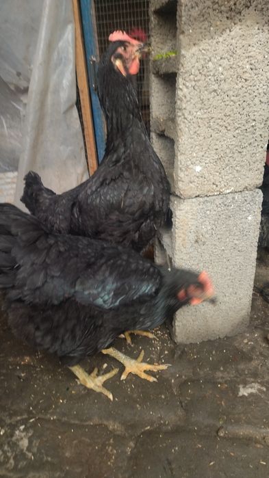 Гигант Кора Шахзода