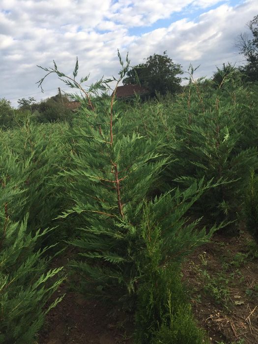 Tuia leylandii/Mesteacăn alb