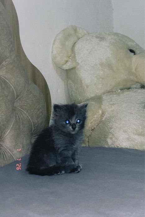 Scottish Fold мысык