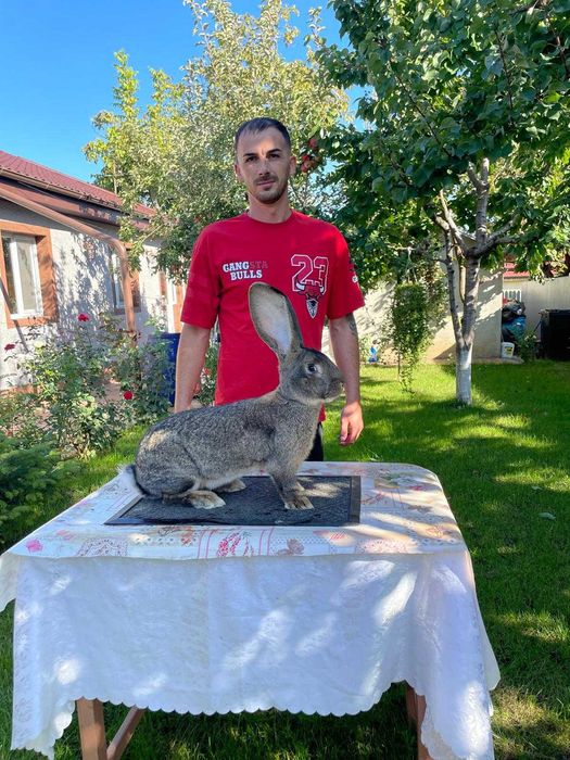 Femele / masculi uriaș german