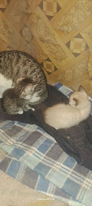 Отдам котят хороших