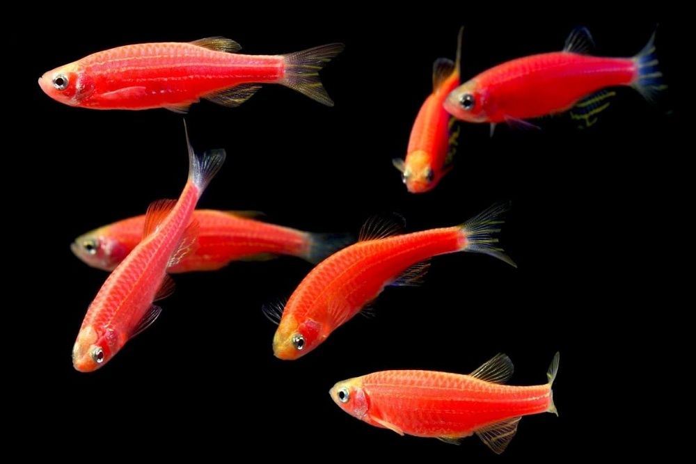 Аквариумная рыбка-Данио Глофиш (оптом)