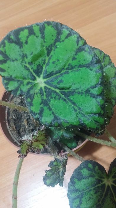 Бегония тигровая