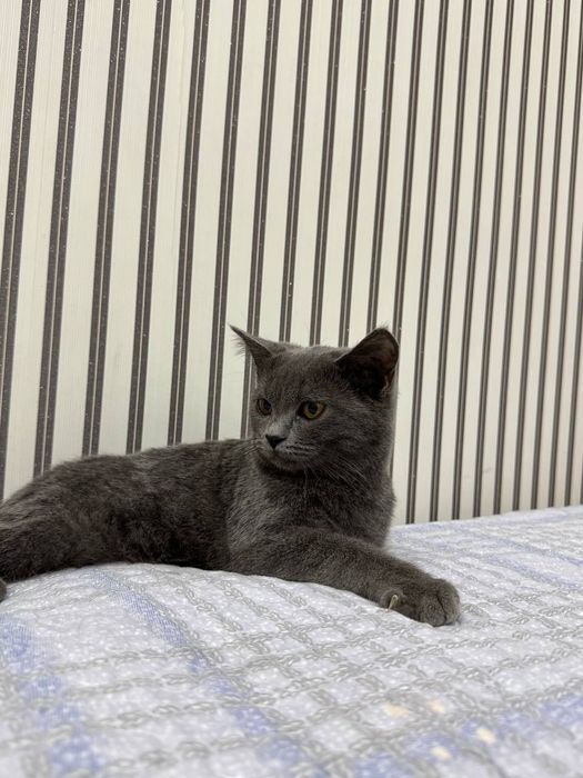 Britan strayt sotiladi