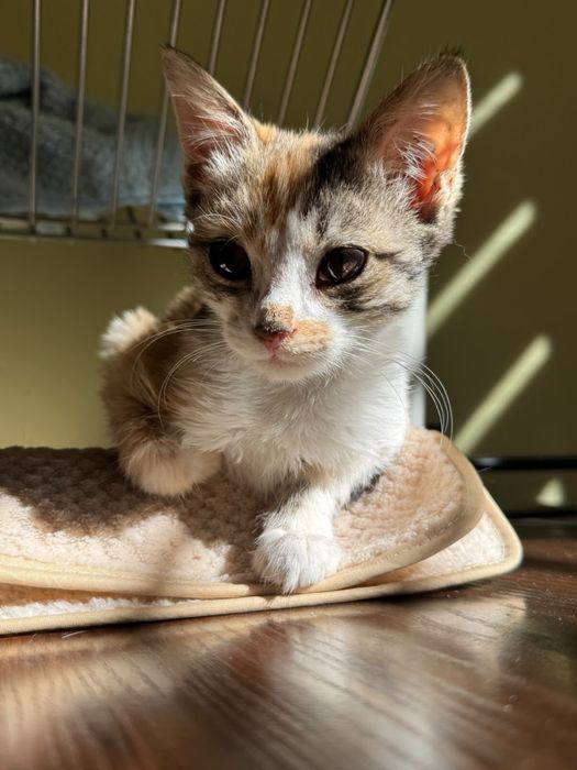 Котята 2 месяца
