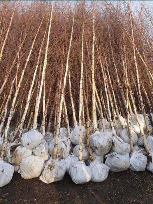 Arbori Mesteacăn Ornamental – Pentru Curți, Grădini și Spații Verzi