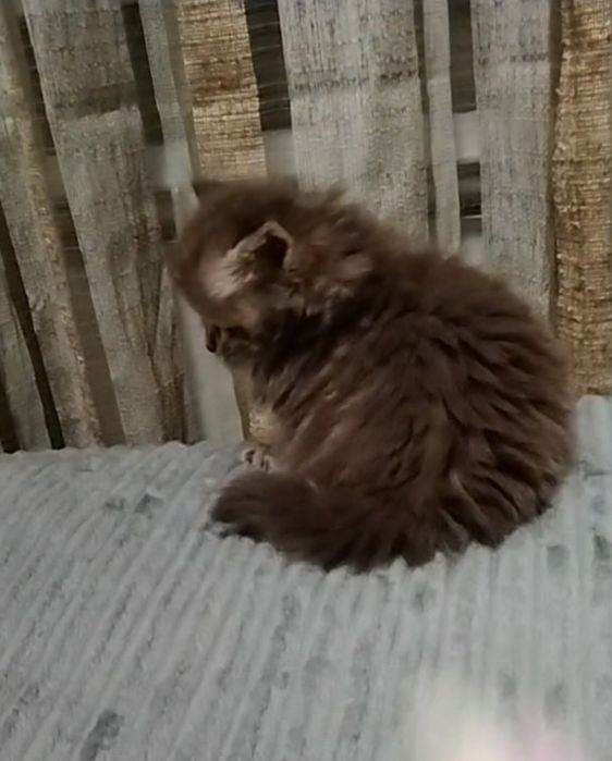 Девочка. Длинношерстная.