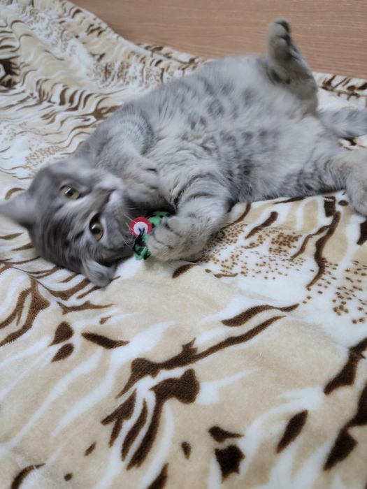 Котенок, кошка (5-6 месяцев)