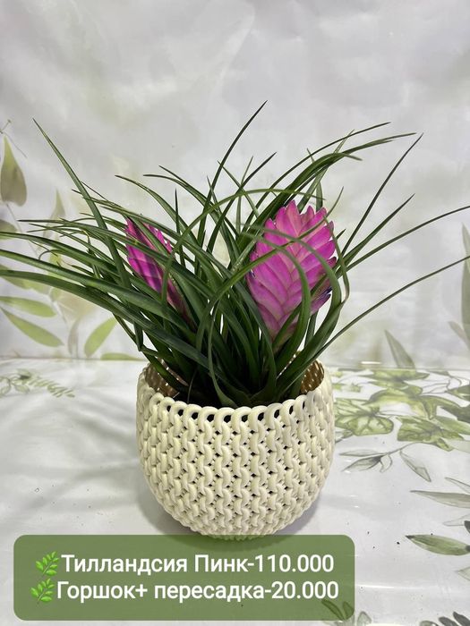 Антуриумы разных сортов