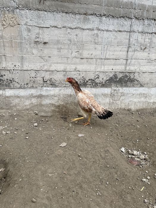 Сотилади  мокиен