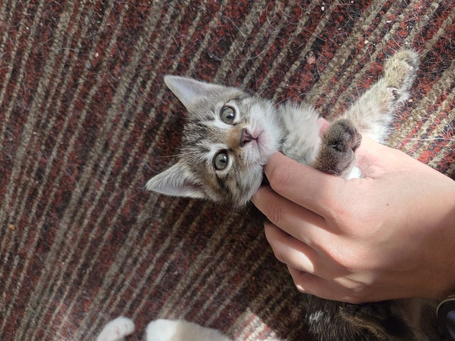Отдам котят в хорошие руки