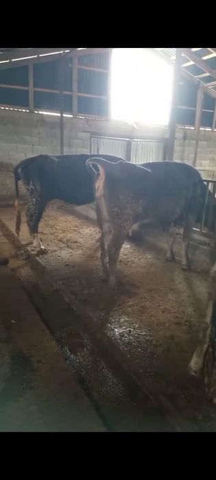 Бұзаулы сиырлар сатылады