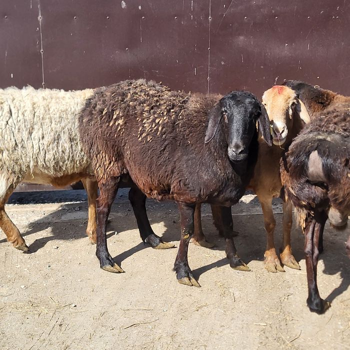 Продам 4 головы Арашан маток