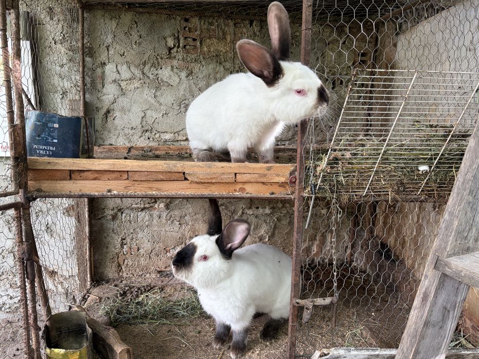 iepurasi maturi