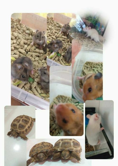 Сирийские хомяки