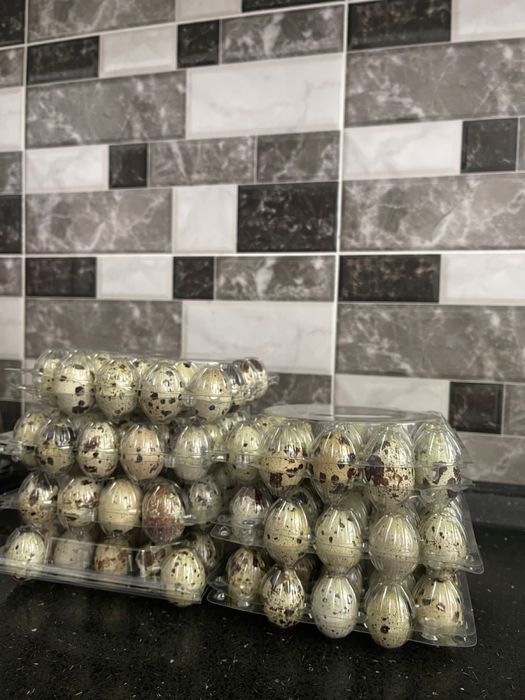 Продаю перепелиные яйца