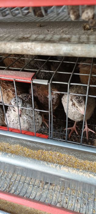 Cușca pentru prepelite