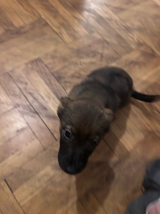 Cățelușa spre adoptie