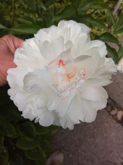 Пионы – саженцы в горшках и корневища. Другие саженцы в горшках