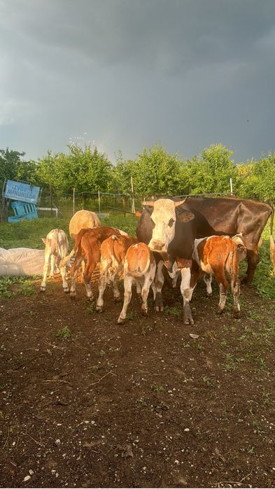 Vitei de crescut de vanzare