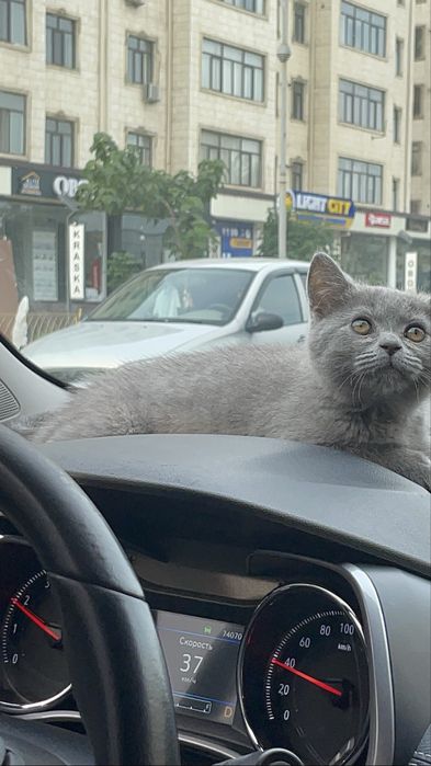 Продам британского котёнка, мальчик 6 месяцев